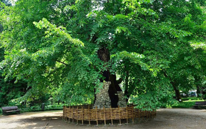 Ботанический сад в Сухуми фото