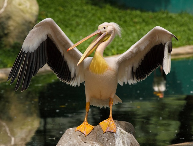Розовый пеликан - один из исчезающих видов птиц