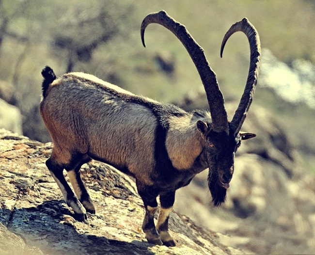 Безоаровый козел населяет крутые склоны гор Северного Кавказа