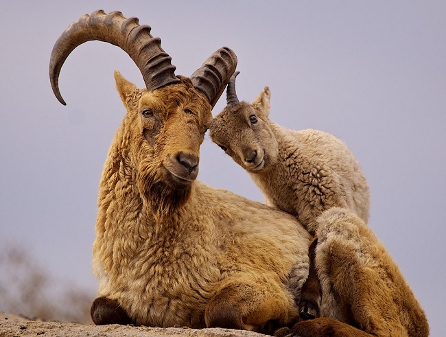 Горный козел кавказский тур – животное занесено в Красную книгу