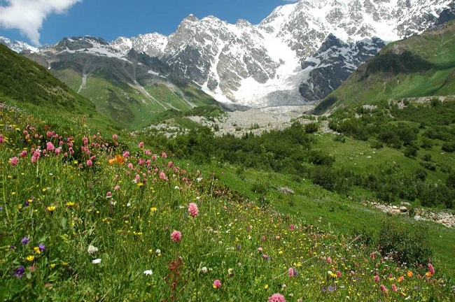 Растения гор Кавказа имеют лечебные свойства