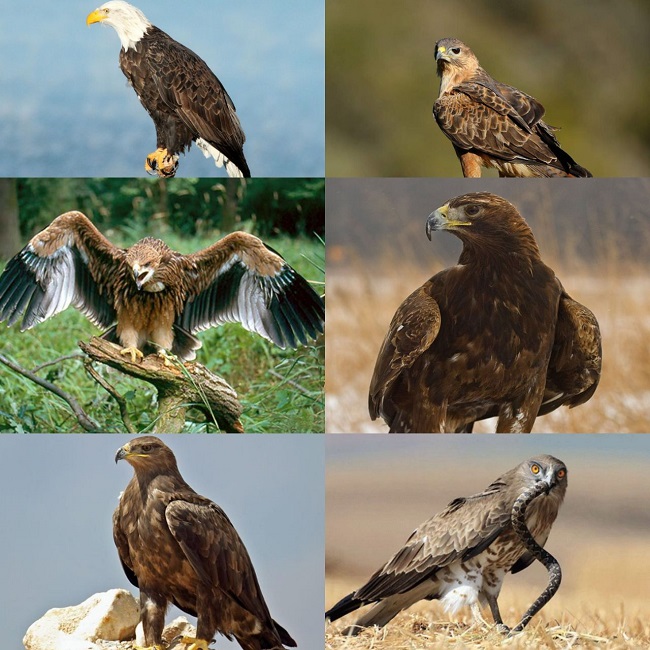 Многие хищные птицы Дагестана занесены в Красную книгу