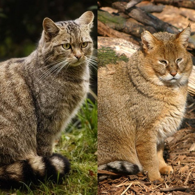 Кавказская лесная и камышовая кошка относятся к редким животным Дагестана