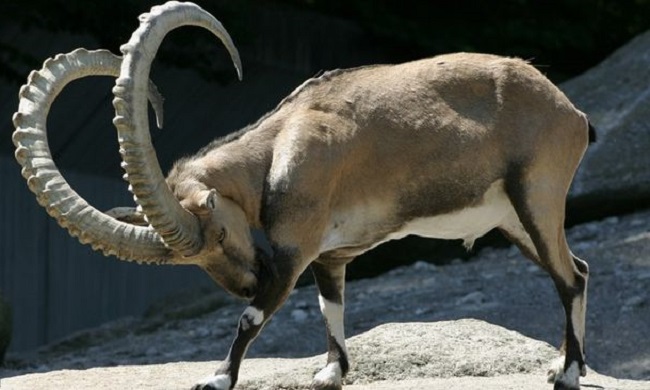 Безоаровый козел – очень мощное животное с большими рогами