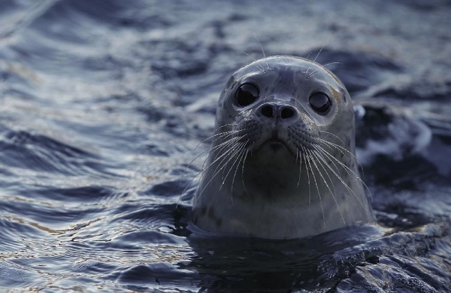 В водах Каспия живут тюлени