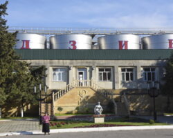 Дагестанский изготовитель шампанского увеличит  площади виноградников