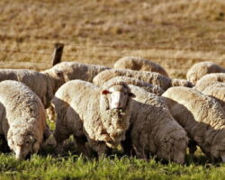Дагестанские животноводы намерены экспортировать до 35 тысяч голов овец