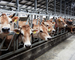 В Северной Осетии появится молочный агрохолдинг