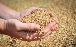 Поставки муки из РФ обрушили спрос на пшеницу в Грузии