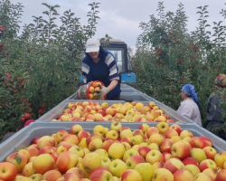Северная Осетия начала поставлять яблоки в иные регионы