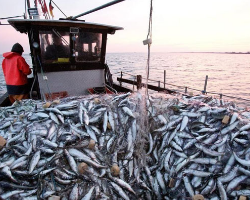Дагестан планирует активно развивать рыбную отрасль