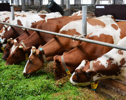 Дагестан финансово поддержит развитие молочных ферм